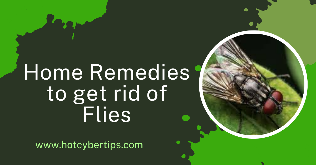 You are currently viewing Home Remedies to get rid of Flies