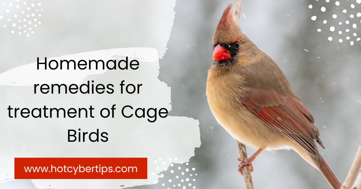 Read more about the article Homemade remedies for treatment of Cage Birds