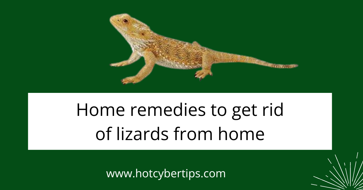 You are currently viewing Home Remedies to get rid of lizards from home